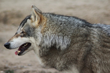 The Eurasian wolf (Canis lupus lupus)