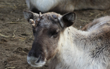 The reindeer (Rangifer tarandus)