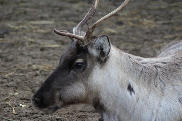 The reindeer (Rangifer tarandus)