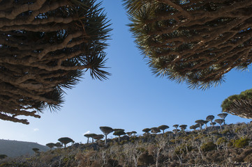 Yemen, 07/02/2013: la foresta degli alberi di drago a Dirhur, area protetta sule montagne Dixam...