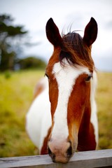 Portrait of a Brown and White Horse