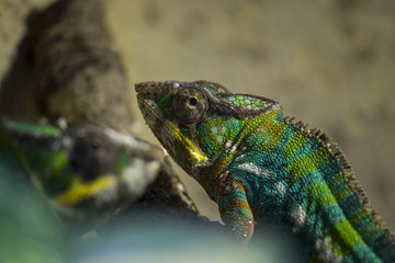 Caméléon