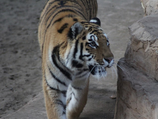 The Bengal tiger (Panthera tigris tigris)