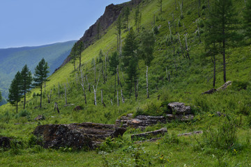 Fototapeta na wymiar Green hills of Altai mountains with trees and stones. Altay Republic, Siberia, Russia.