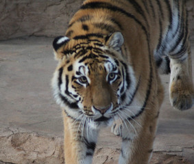 The Bengal tiger (Panthera tigris tigris)