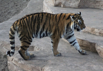 The Bengal tiger (Panthera tigris tigris)