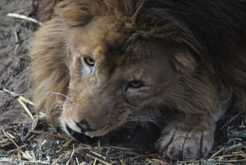 African male lion