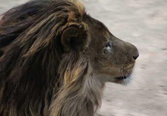 African male lion