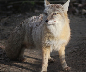 The corsac fox (Vulpes corsac)