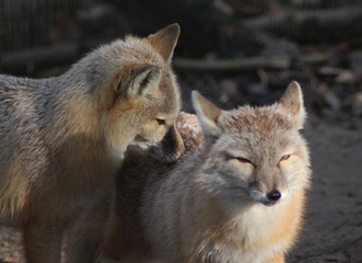 Naklejka na ściany i meble The corsac fox (Vulpes corsac)