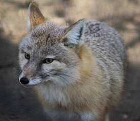 Naklejka na ściany i meble The corsac fox (Vulpes corsac)