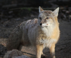 Fototapeta premium The corsac fox (Vulpes corsac)