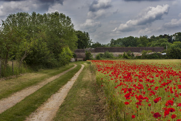 Fototapeta premium Champ de coquelicots