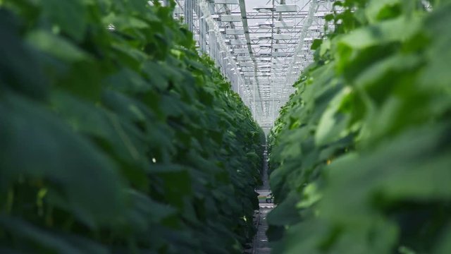 Light industrial greenhouse with even rows of plants inside. Modern farming: growing cucumbers in an automated greenhouse. Drip irrigation of plants in modern agricultural production.