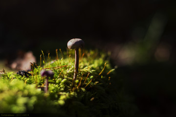 Champignon