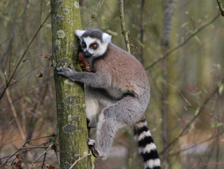 The ring-tailed lemur (Lemur catta)	