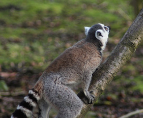 The ring-tailed lemur (Lemur catta)	