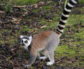 The ring-tailed lemur (Lemur catta)	