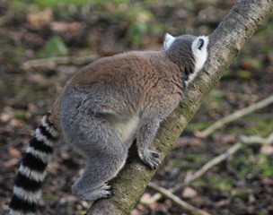 The ring-tailed lemur (Lemur catta)	