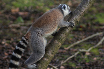 Naklejka na ściany i meble The ring-tailed lemur (Lemur catta) 