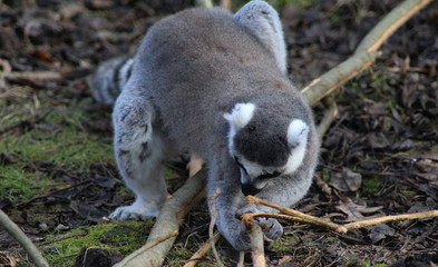 The ring-tailed lemur (Lemur catta)	