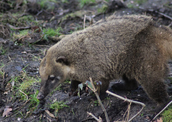 South american coati (Nasua nasua)