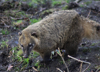 South american coati (Nasua nasua)