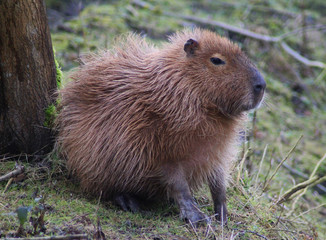 Capybara (Hydrochoerus hydrochaeris)