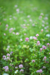 цветы клевера 