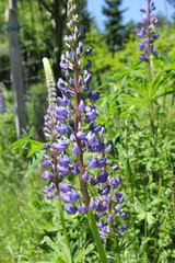 Blütenpracht: Blühende Lupinen im Garten