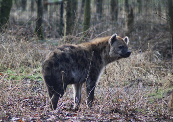 Naklejka premium The spotted hyena (Crocuta crocuta),