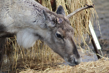 The reindeer (Rangifer tarandus)