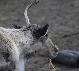 The reindeer (Rangifer tarandus)