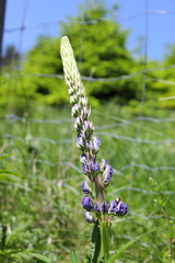 Frühling: Blaue Blüte einer Lupine im Garten