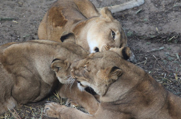 Fototapeta premium African female lion