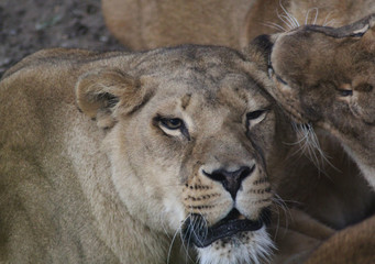 Obraz na płótnie Canvas African female lion