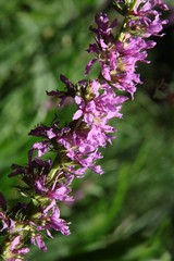 Naklejka premium flowers of purple loosestrife close up
