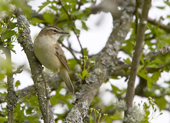 Sedge Warbler (Acrocephalus schoenobaenus), perched in a bush, Sussex, England, UK.
