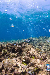 Fototapeta na wymiar Rising Bubbles from Reef - Shallow Depth