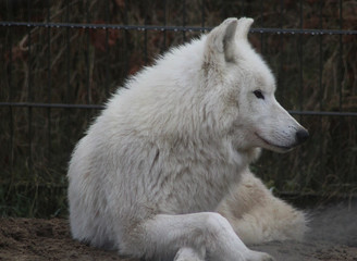 The Hudson Bay wolf (Canis lupus hudsonicus)