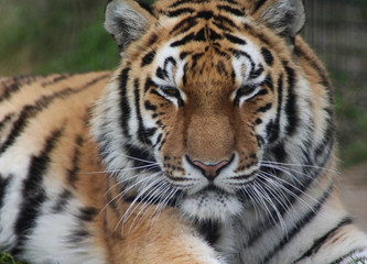 Fototapeta na wymiar The Bengal tiger (Panthera tigris tigris)