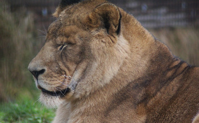 Fototapeta premium African female lion