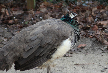 Blue peacock