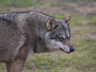 The Eurasian wolf (Canis lupus lupus)