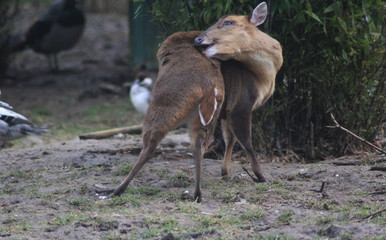 The Reeves's muntjac (Muntiacus reevesi)