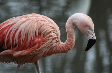 The Chilean flamingo (Phoenicopterus chilensis)
