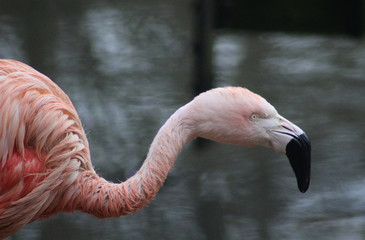 The Chilean flamingo (Phoenicopterus chilensis)