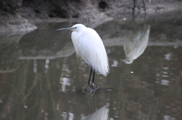 The little egret (Egretta garzetta)