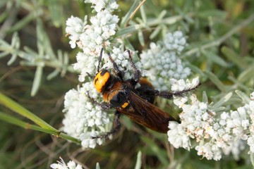  A large wasp (megascachia maculata) gathers nectar