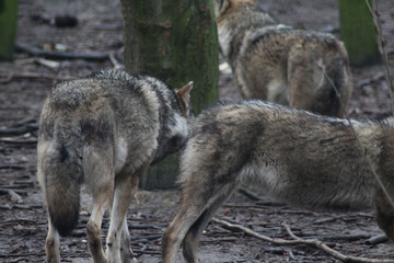 Fototapeta premium De Europese wolf (Canis lupus lupus)